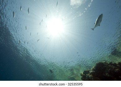 ocean, sun and fish