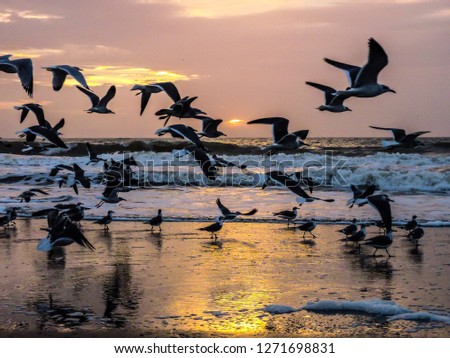 Similar – Seagulls at sunset by the sea