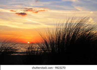 An Ocean Sunset Beyond Tall Tufts Of  Grass (in Silhouette).