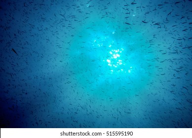 Ocean surface shot from below with fish swimming