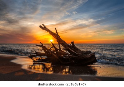 Ocean Tree Timber on the beach, Wood branch on beach, Dead tree trunk on mediterranean sea beach in sunset time, Tree trunks washed up by the river onto sandy shore in jijel Algeria Africa. driftwood. - Powered by Shutterstock