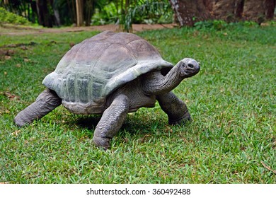 Mount Kilimanjaro Kenya Amboseli National Park Stock Photo 273133346 ...