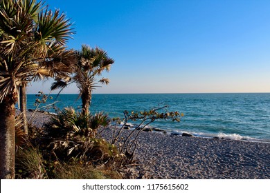 ocean view of a beach with palm trees on a sunny day