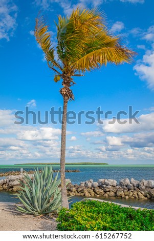 Ocean View With Palm Trees and Rocks and Beautiful Clouds in the Keys, Florida, USA