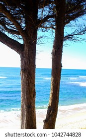 ocean view through trees