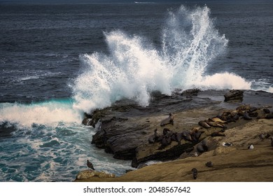 OCEAN WAVES CRASHING ON THE ROCKS NEAR THE LA JOLLA COVE WITH SEALS AND SEABIRDS - Powered by Shutterstock