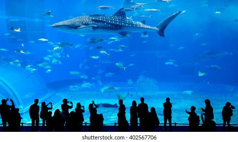 617 Okinawa zoo Images, Stock Photos & Vectors | Shutterstock