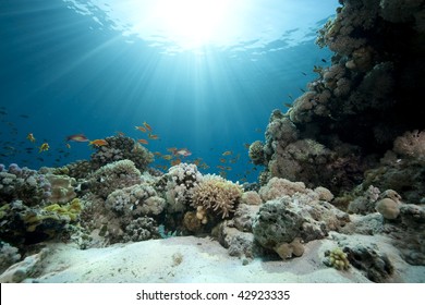 Ocean,coral And Fish