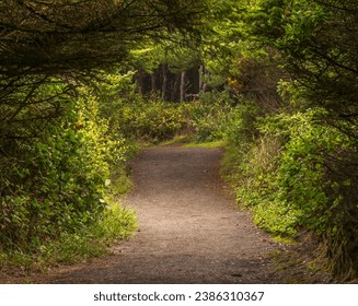 Oceanfront trail at a point where it enters a wooded area, Yachats, Oregon. - Powered by Shutterstock