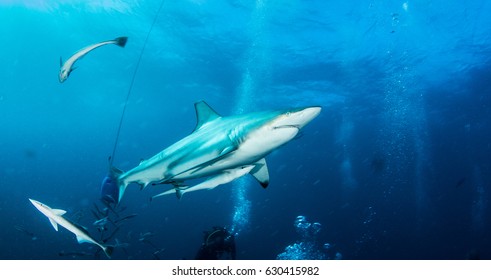 Oceanic Blacktip Shark