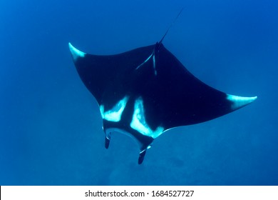 Oceanic Manta Ray (Manta Birostris)