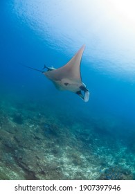 Oceanic Manta Ray Swimming With Giant Trevally (Koh Tachai Plateau, Similan National Park, Thailand)