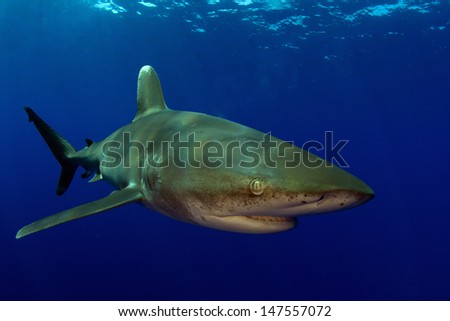 Oceanic White Tip in Clear Blue Water