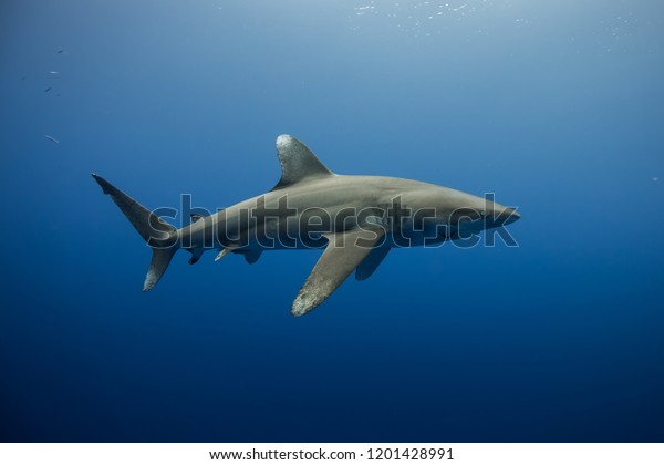 Oceanic White Tip\
Shark
