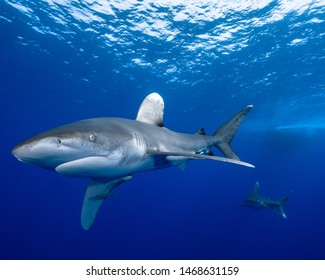 Oceanic white tip shark Cat Island Bahamas