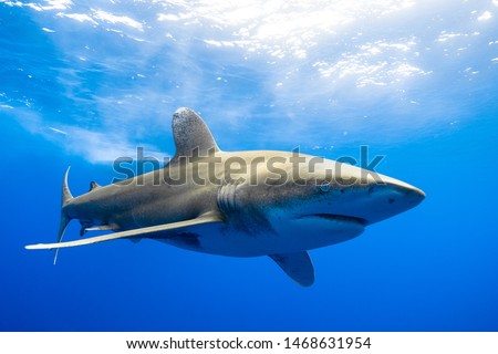 Oceanic white tip shark Cat Island Bahamas