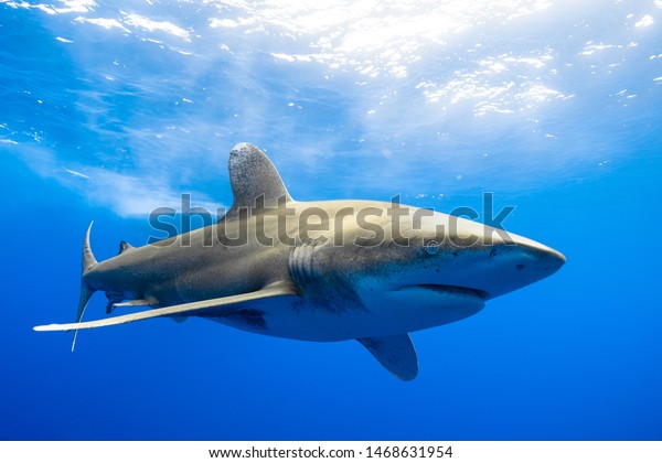 Oceanic white tip\
shark Cat Island\
Bahamas