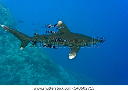 Oceanic White Tip shark - longimanus in the Red Sea