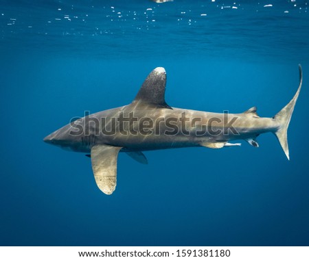 Oceanic white tip shark swimming in the blue waters of Hawaii
