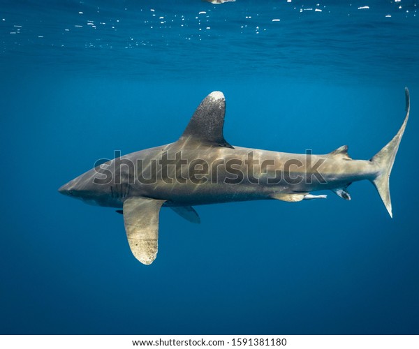 Oceanic white tip shark swimming in the blue\
waters of Hawaii