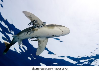 Oceanic Whitetip - Carcharhinus Longimanus