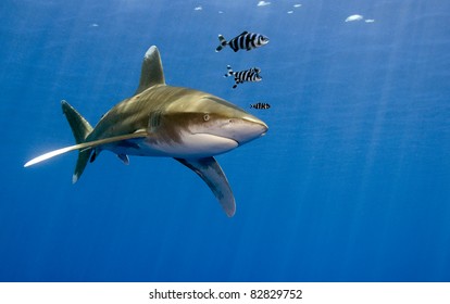 Oceanic Whitetip - Carcharhinus Longimanus