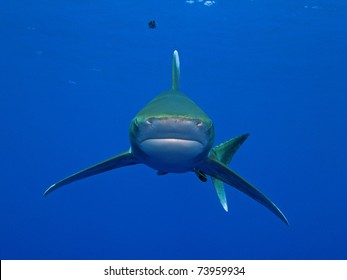 Oceanic Whitetip Shark (Carcharhinus Longimanus)