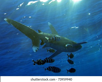 Oceanic Whitetip Shark (Carcharhinus Longimanus)