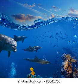 Oceanview. A Flock Of Playful Dolphins Swimming Underwater Over Coral Reef Background Hunting To Fish