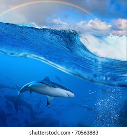 Ocean-view splitted two parts First with few sharks in blue underwater Second with sunlight and cloudy sky and rainbow seascape splashed breaking surfing wave