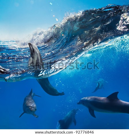 Oceanview with sunlight. A flock of playful dolphins swimming underwater and one of them leaping out from big sea surfing wave