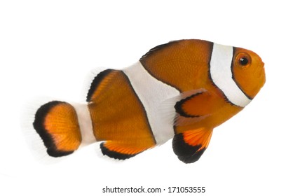 Ocellaris Clownfish, Amphiprion Ocellaris, Isolated On White