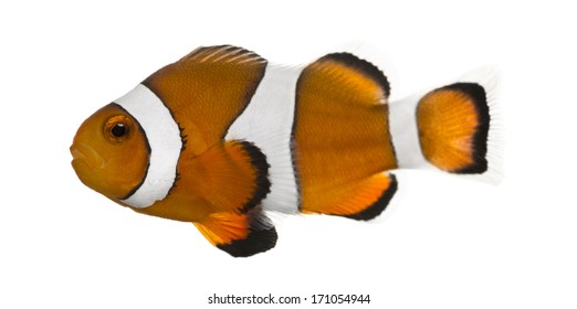 Ocellaris Clownfish, Amphiprion Ocellaris, Isolated On White