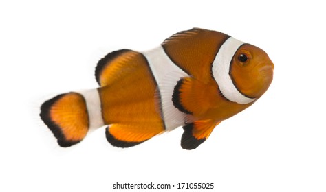 Ocellaris Clownfish, Amphiprion Ocellaris, Isolated On White