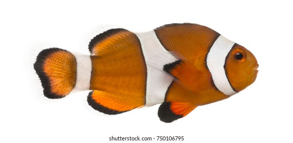 Ocellaris Clownfish, Amphiprion Ocellaris, Isolated On White