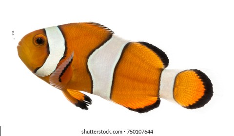 Ocellaris Clownfish, Amphiprion Ocellaris, Isolated On White