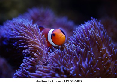 Ocellaris Clownfish And Anemone