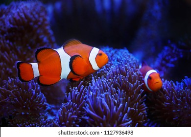 Ocellaris Clownfish And Anemone