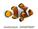 Ocellaris clownfish or anemone fish - Amphiprion ocellaris - yellow, orange, or a reddish or blackish color