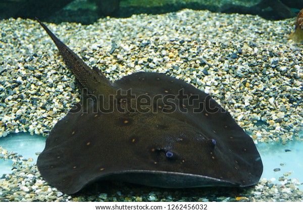 Ocellate River Stingray Potamotrygon Motoro Known Stock Photo (edit Now 