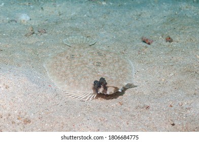 Ocellated flounder or Three Twinspot Flounder (Pseudorhombus dupliciocellatus) Mindoro, Philippines