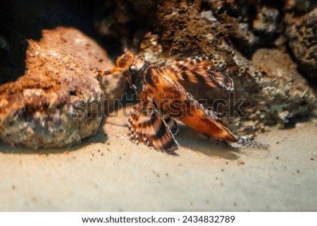 Ocellated Lionfish (Dendrochirus biocellatus) - Marine fish