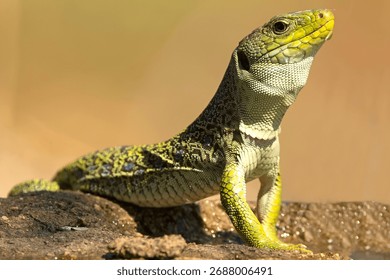Ocellated lizard drinking at a watering point in a Mediterranean pine and oak forest at first light on a summer day