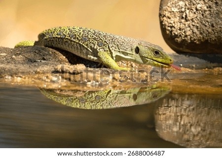 Ocellated lizard drinking at a watering point in a Mediterranean pine and oak forest at first light on a summer day