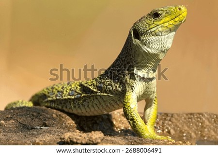 Ocellated lizard drinking at a watering point in a Mediterranean pine and oak forest at first light on a summer day