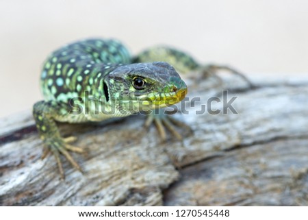 The ocellated lizard - Timon lepidus