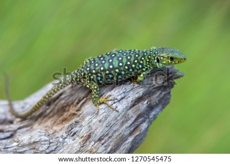 The ocellated lizard - Timon lepidus