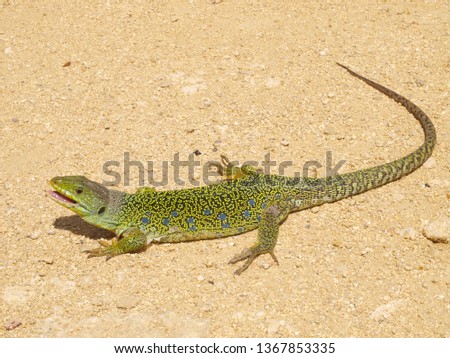 ocellated lizard, timon lepidus, lacerta lepida