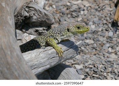 Ocellated Lizard (Timon Lepidus) sunbathing on the shores of Lake Serre-Ponçon in the Hautes Alpes