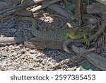 Ocellated Lizard (Timon Lepidus) taking shade at the edge of Lake Serre-Ponçon in the Hautes Alpes